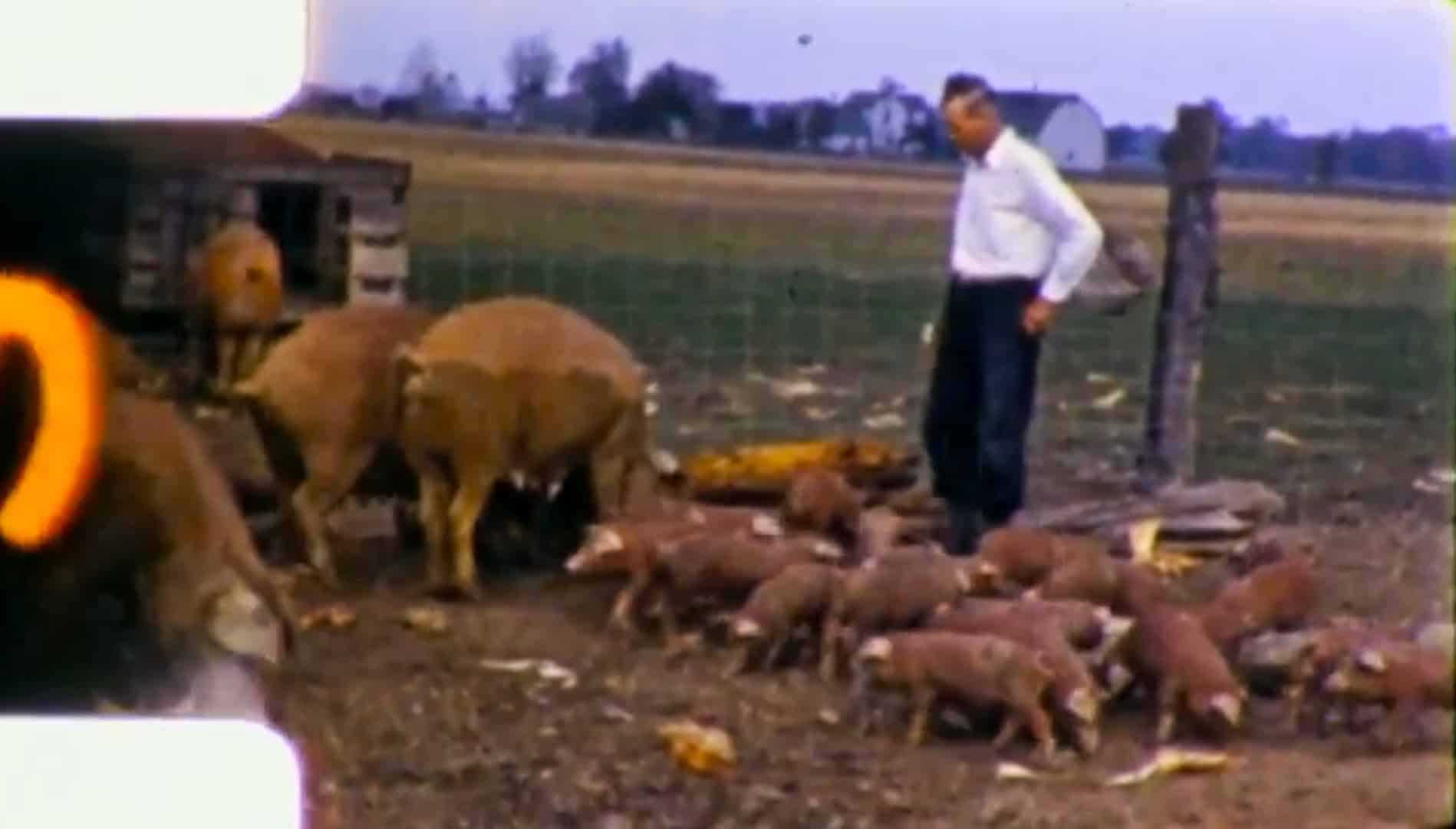 Arnie Bielema At His Hog Farm