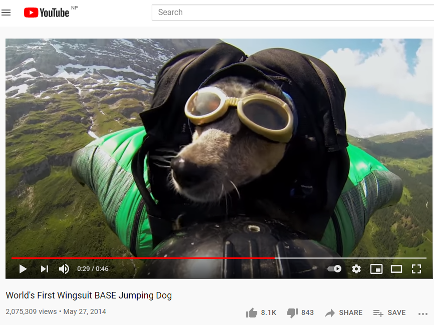 World's First Wingsuit BASE Jumping Dog, Whisper