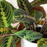 Prayer plant