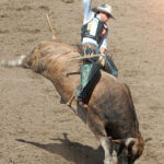 Bull-Riding-rodeo-sport