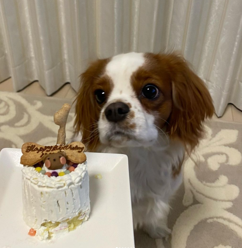 Birthday celebration of Hoshi's pet.