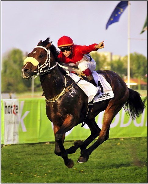 Jockey and racehorse