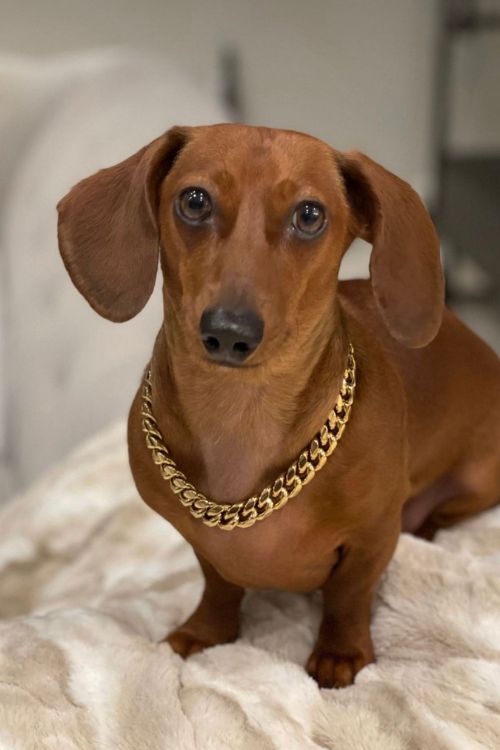 Anthony Rizzo's Pet Dog, Kevin Went Viral Over Twitter With The Picture Of Him Wearing A Gold Chain