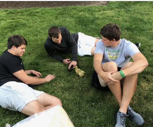 Patrick, Justin, and Mitchell Herbert Play with Ducks At Their Family Home