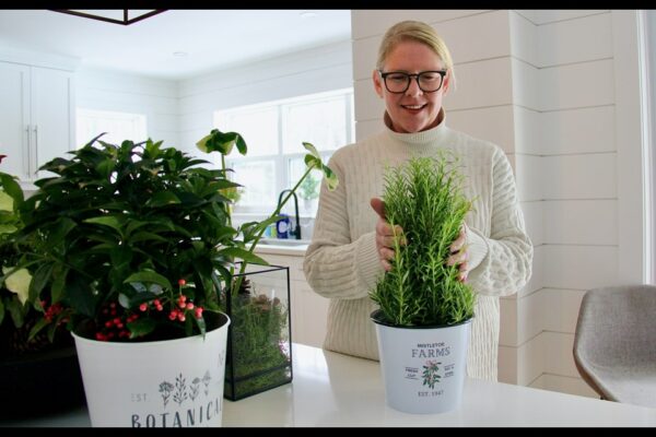 Nicole Pattenden Is Organizing A Fundraiser By Selling Rosemary Plants To Support The Gervais Family