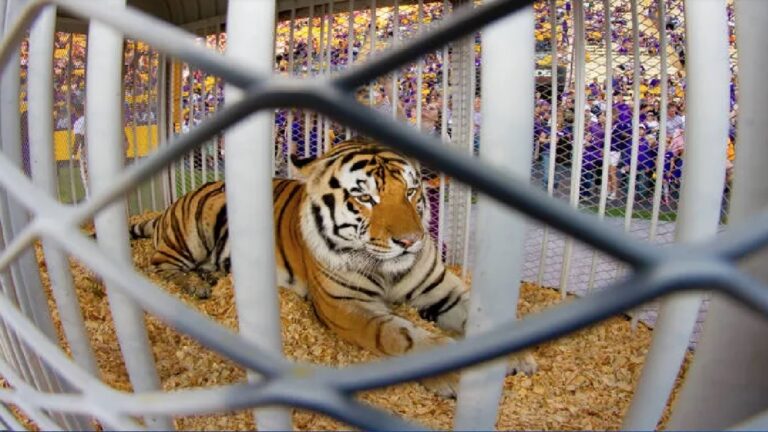 LSU Tiger Tradition
