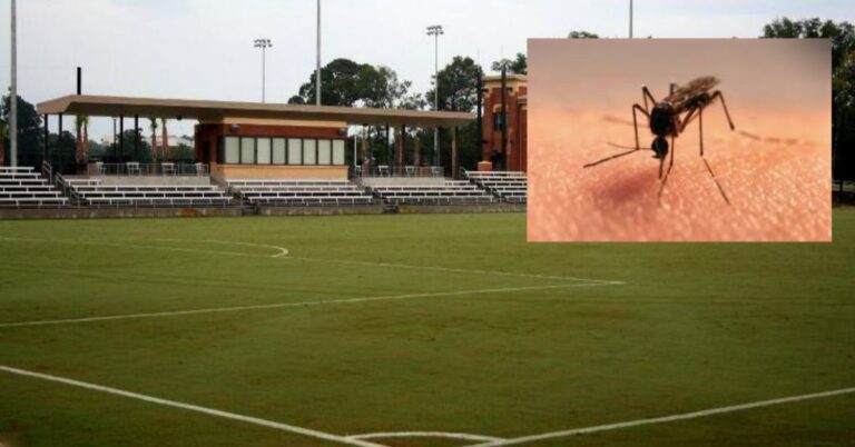 South Carolina Mosquito