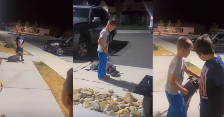 Redding Dog Abused